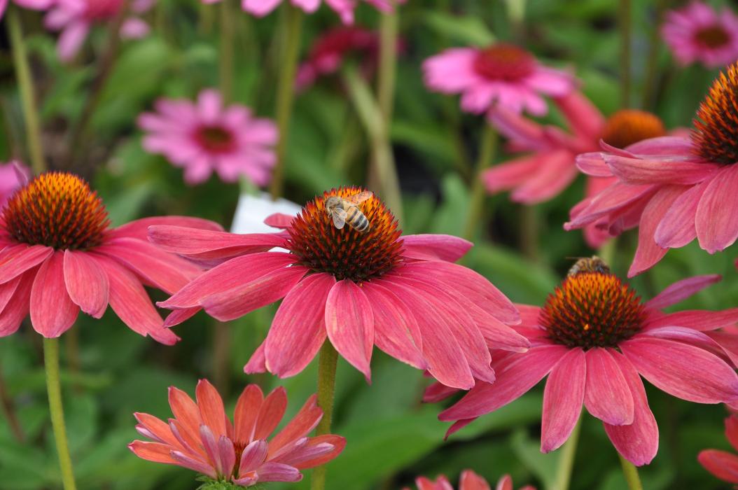 Lehmann Baumschulen AG, Jurastrasse in Büren an der Aare