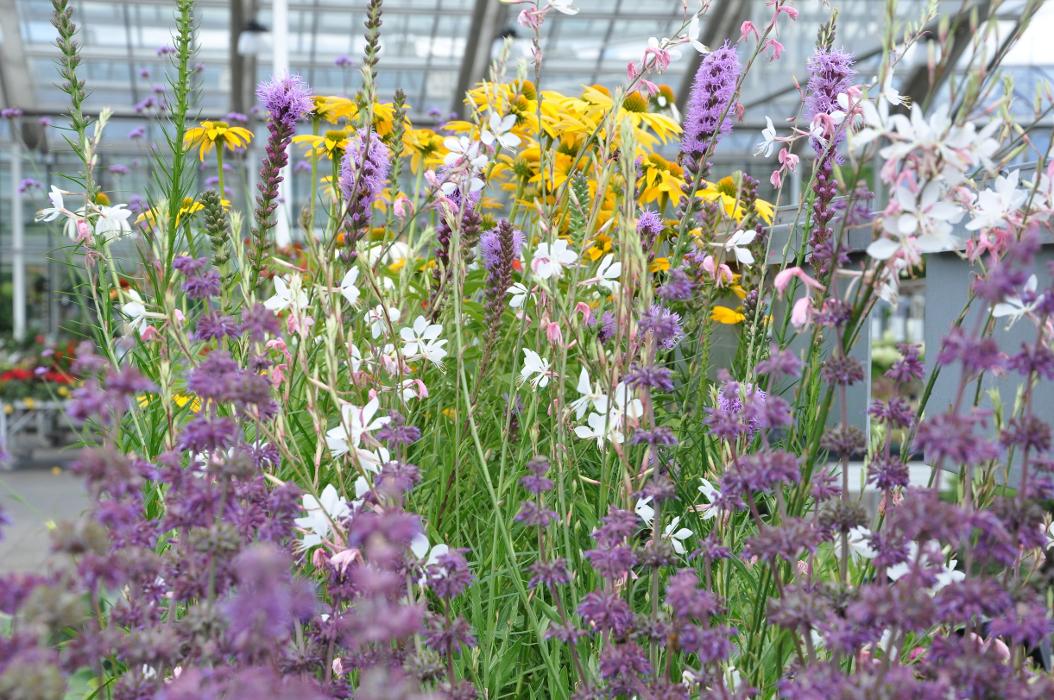 Lehmann Baumschulen AG, Jurastrasse in Büren an der Aare