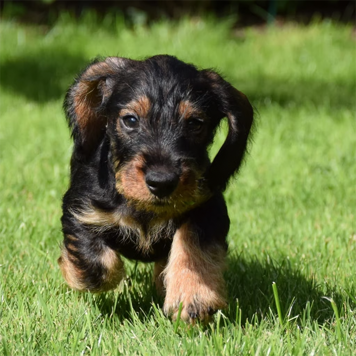 Preiss Heinrich Dr. med. vet. Fachtierarzt für Kleintiere, Lindauer Straße in Konstanz