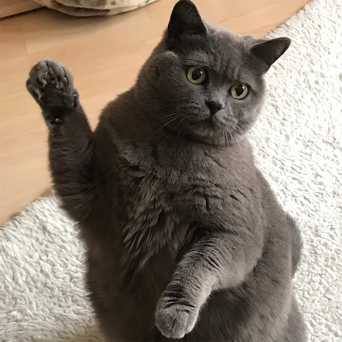 Preiss Heinrich Dr. med. vet. Fachtierarzt für Kleintiere, Lindauer Straße in Konstanz