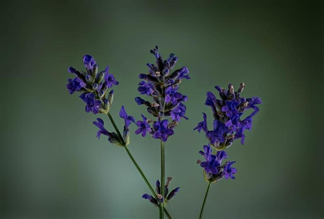 Farzan Samsamy Studio