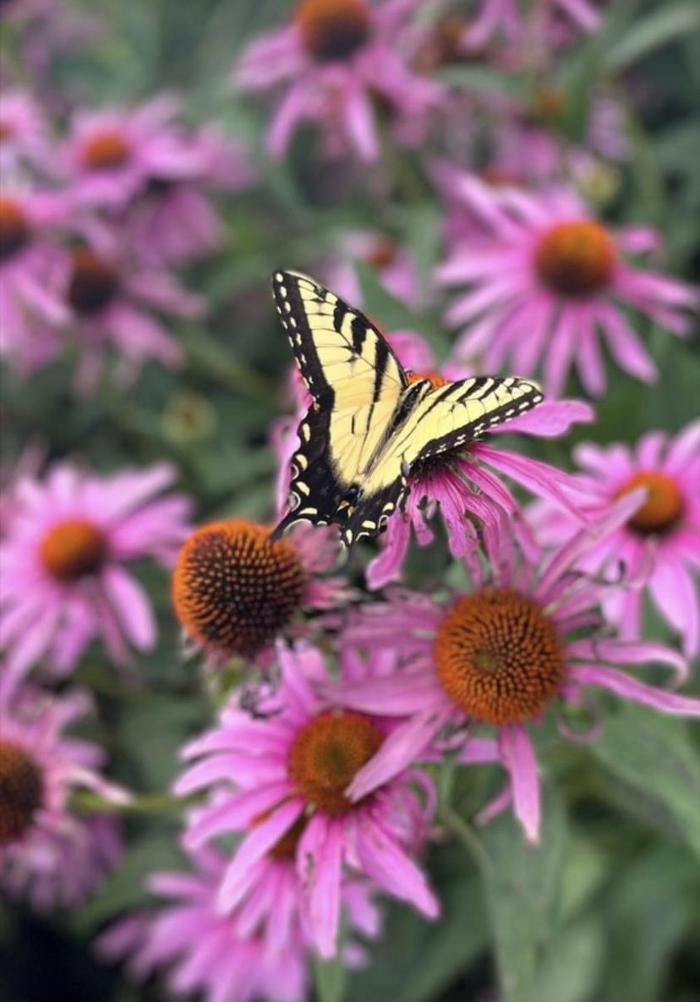 Brownsburg Flower Shop Image