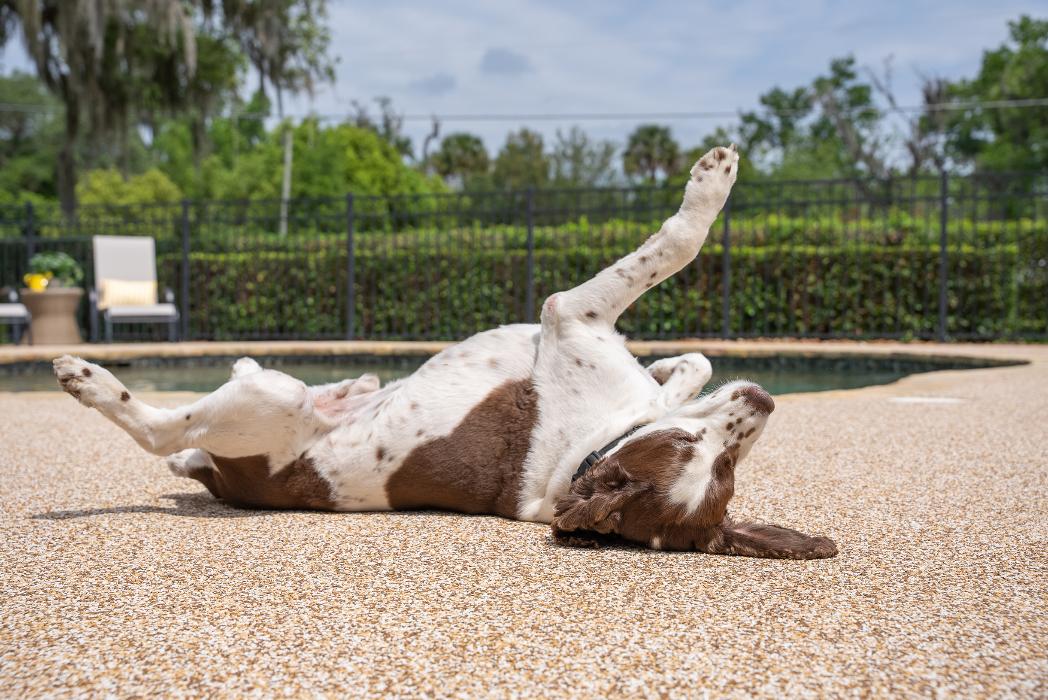 Softroc of Ocala Image