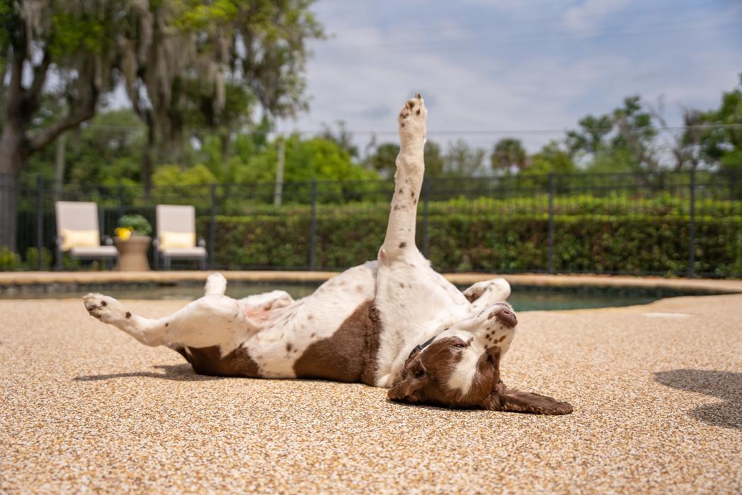 Softroc of Ocala Image