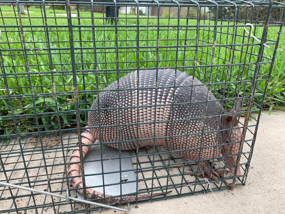 Taps Pest Services - Riverview, FL