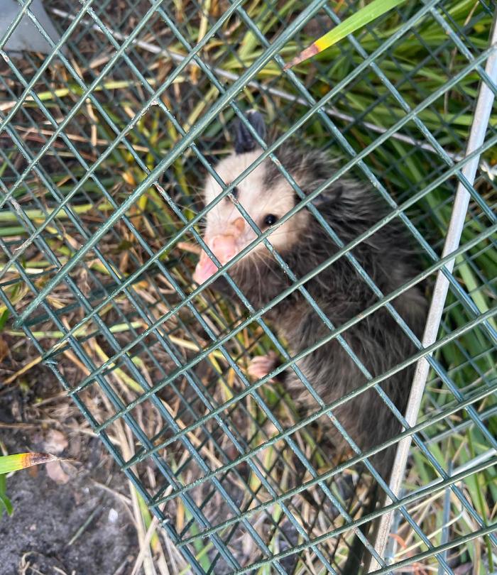 Taps Pest Services - Riverview, FL