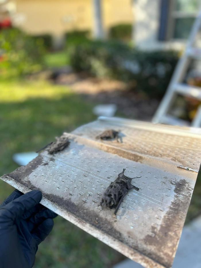 Taps Pest Services - Riverview, FL