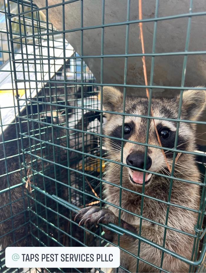 Taps Pest Services - Riverview, FL