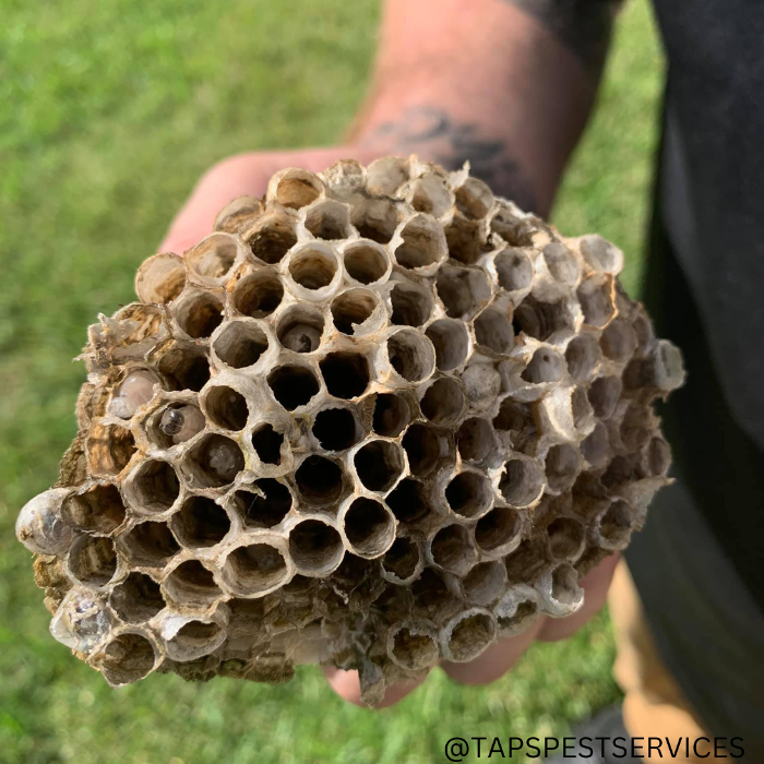 Taps Pest Services - Riverview, FL