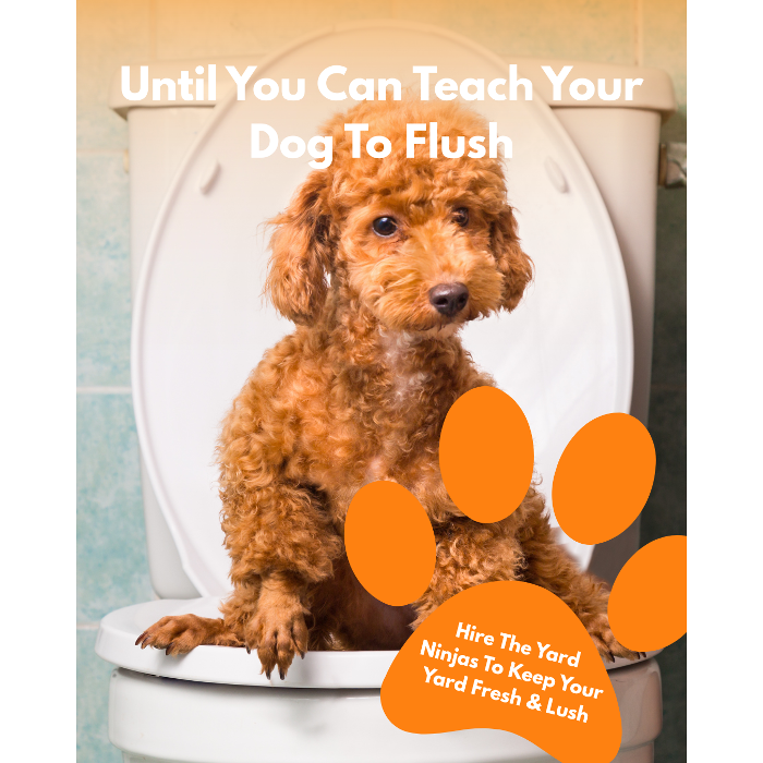 Never step in a mess again! Our Yard Ninjas are trusted by hundreds of your neighbors with our dog poop pick up service in Sylvania. We scan the yard twice so you can walk freely.