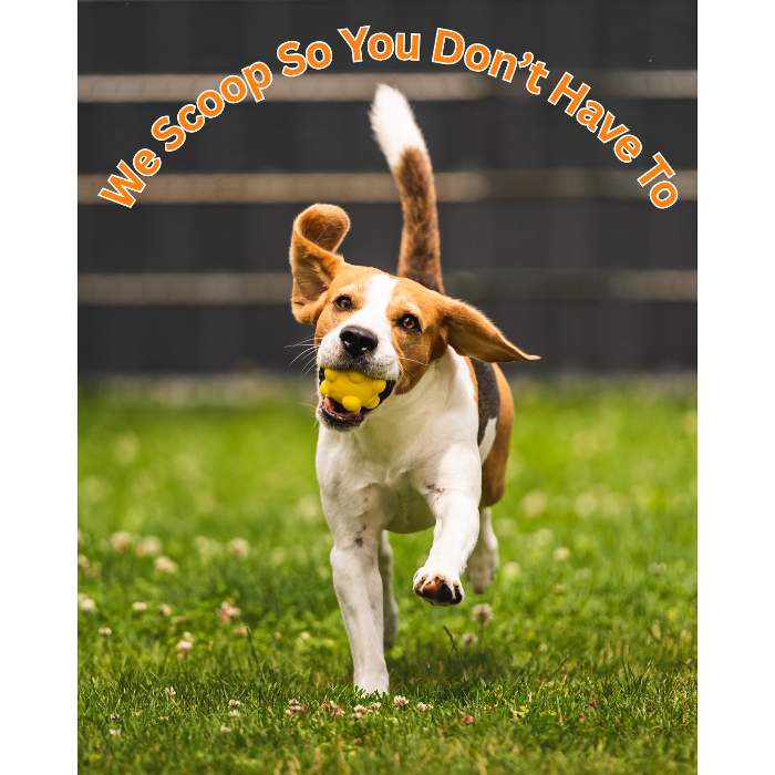 Our Yard Ninjas providing professional poop scooper services in Toledo. We handle the dirty work so you don't have to!