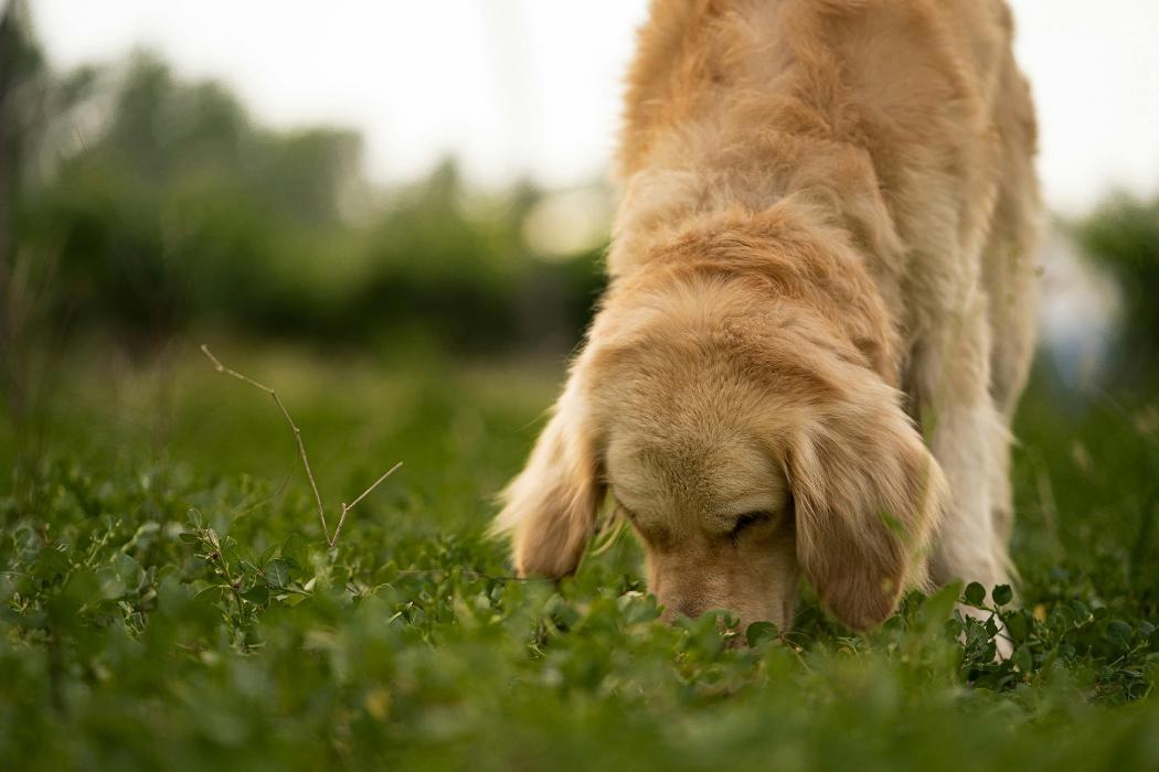 Supporting Toledo Animal Rescue. Choose the poop scooper service that gives back to Northwest Ohio.