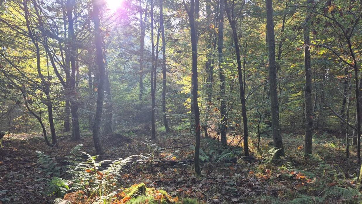 FriedWald Rümmingen, K in Rümmingen