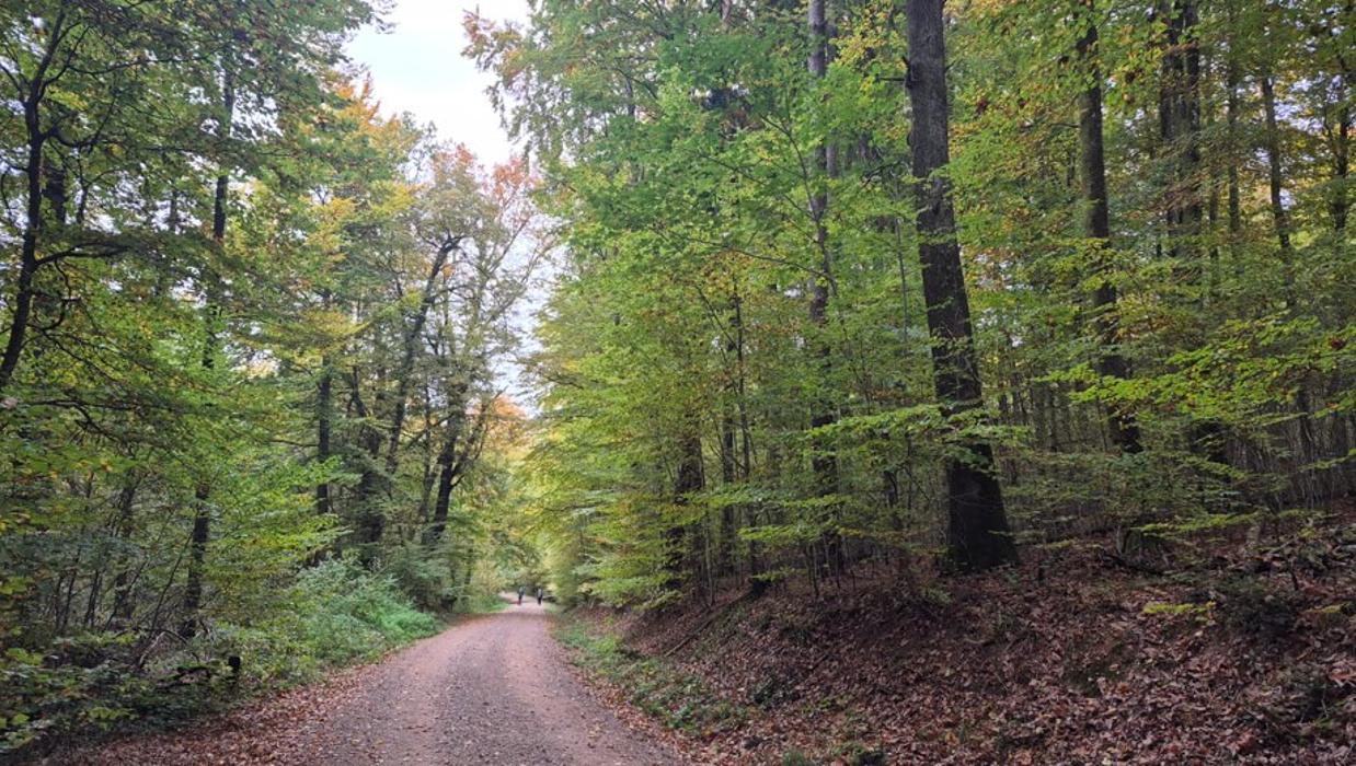 FriedWald Rümmingen, K in Rümmingen