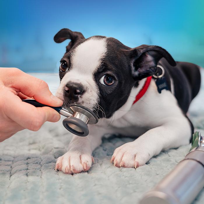 NewDay Veterinary Care Lake Norman
