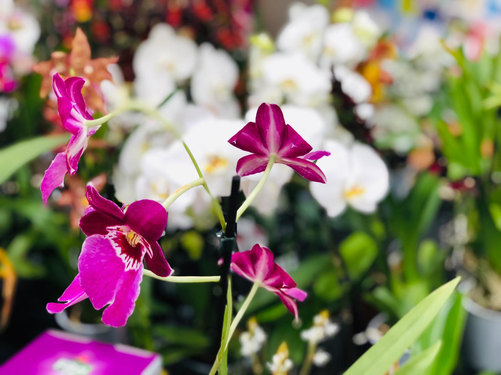 Palmer Gardens - Shaw Trust Garden Centre