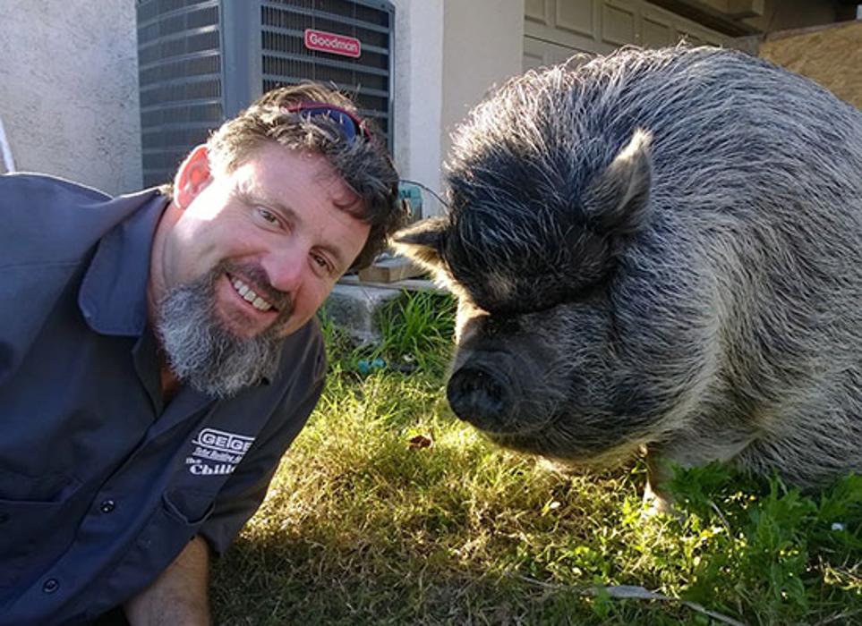 The Chilly Pig Image