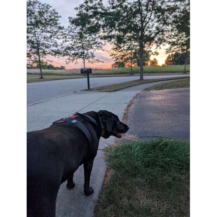 Love Your Doggo dog walking in New Albany ohio 