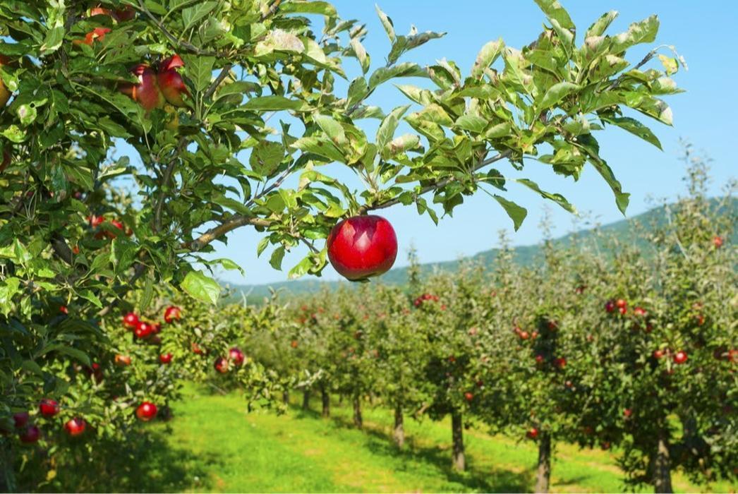 Ellijay apple orchard