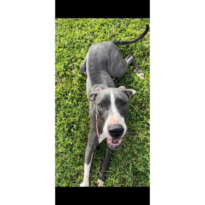 Meet Astrid, my Great Dane. She&rsquo;s the reason I started dog training and the experience that shaped me into the trainer I am today.