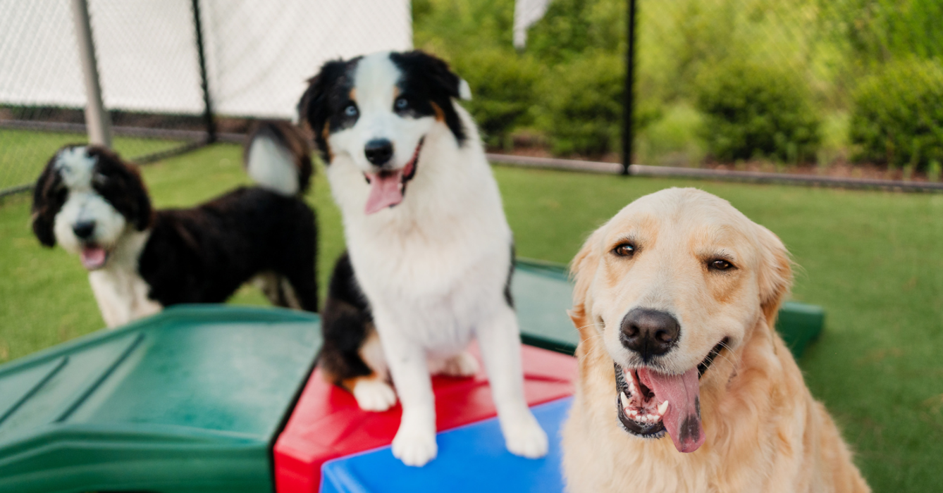 Pet Paradise Naples Image