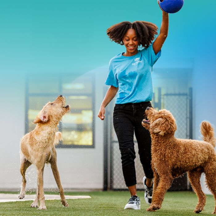 Pet Paradise Jacksonville University Image