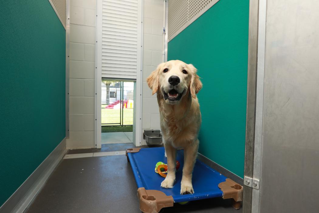 Pet Paradise Lakewood Ranch Image