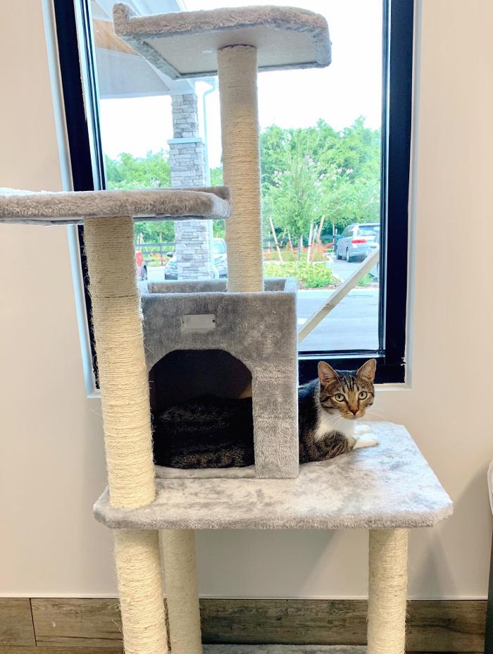 Pet Paradise Lakewood Ranch Image