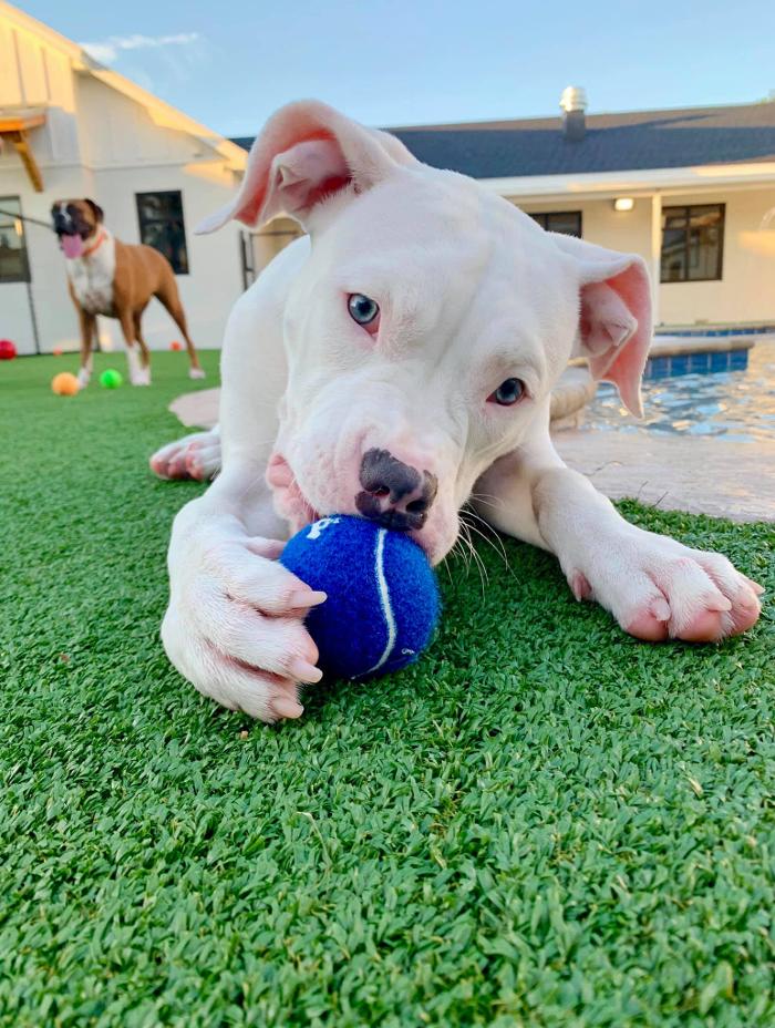 Pet Paradise Lakewood Ranch Image