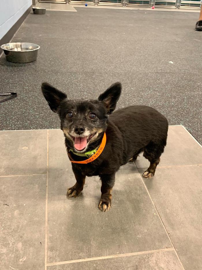 Pet Paradise Lakewood Ranch Image