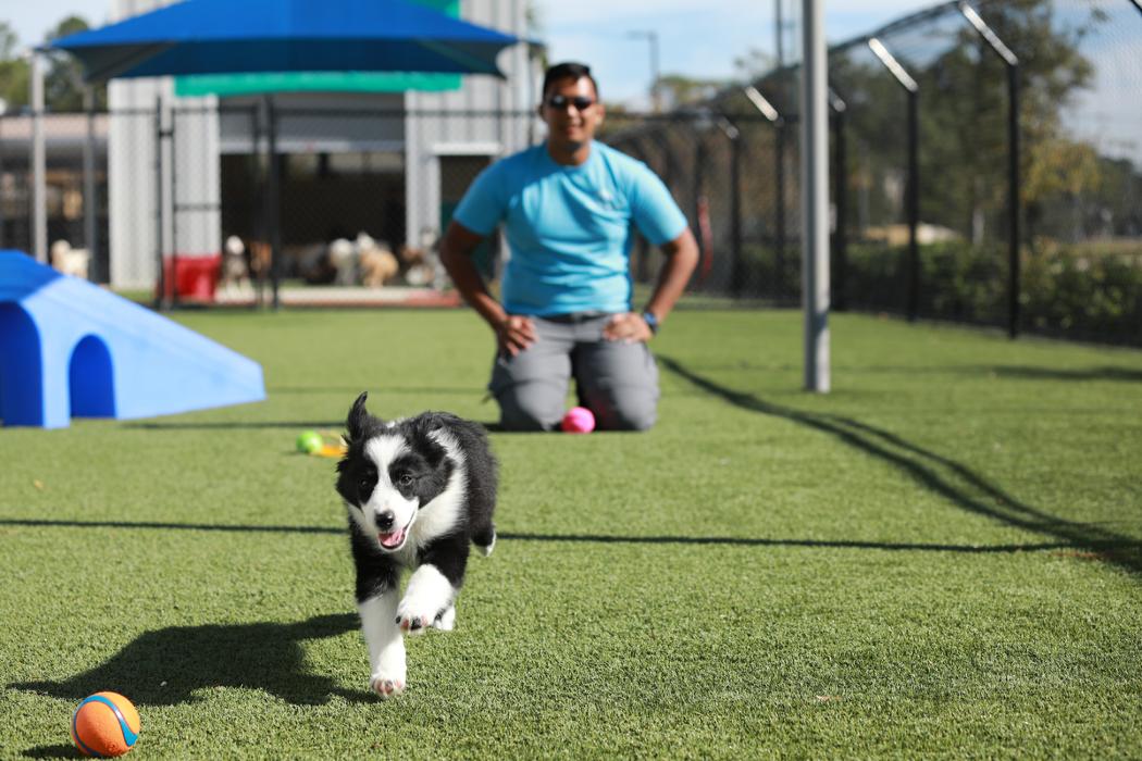 Pet Paradise Lakewood Ranch Image