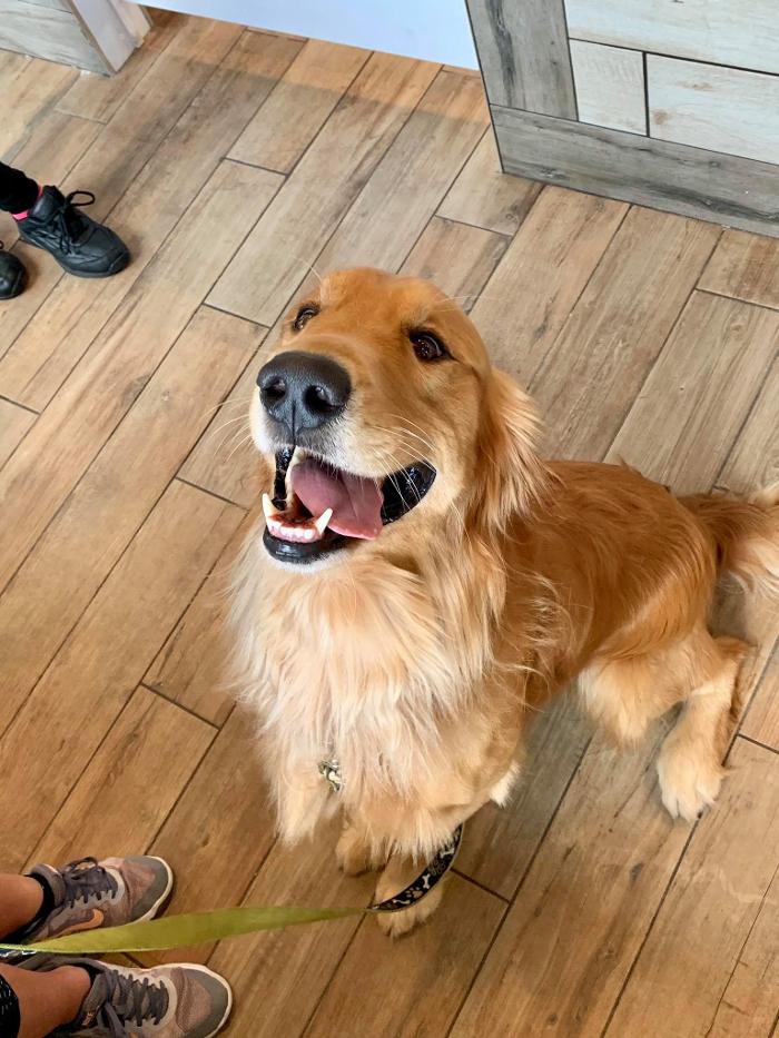 Pet Paradise Lakewood Ranch Logo