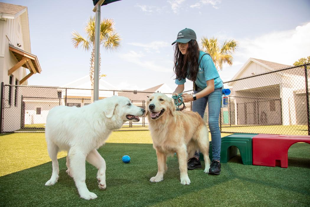 Pet Paradise Lakewood Ranch Image