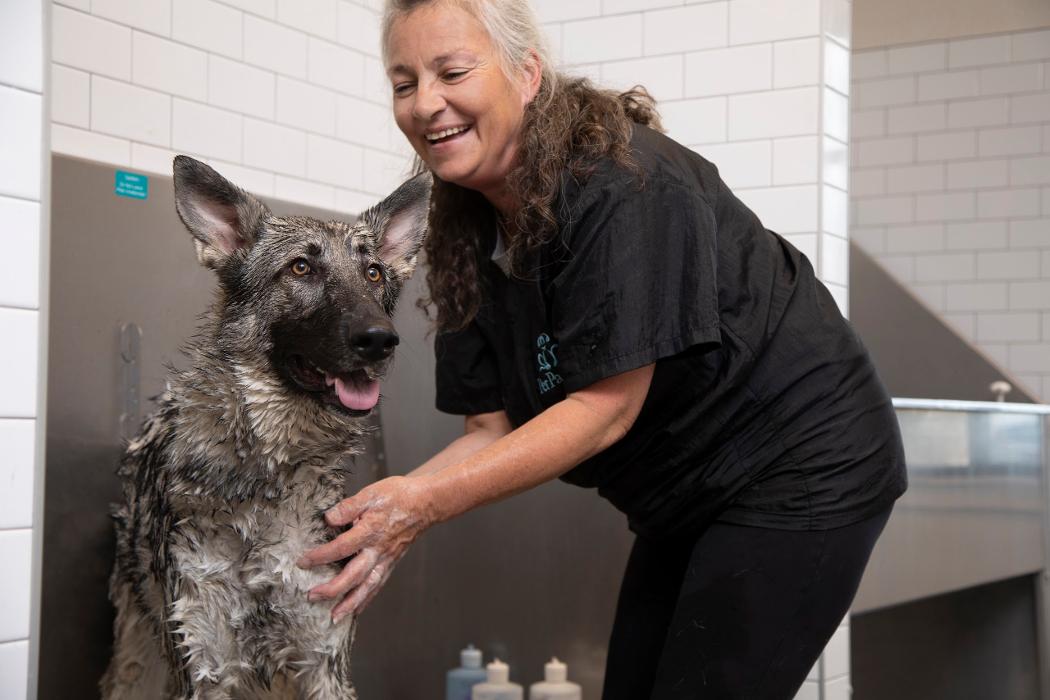 Pet Paradise Lakewood Ranch Image