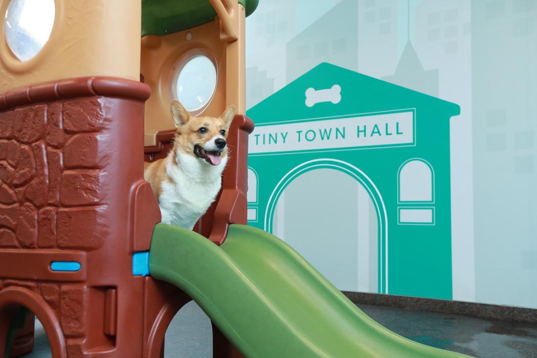 Pet Paradise Lakewood Ranch Image