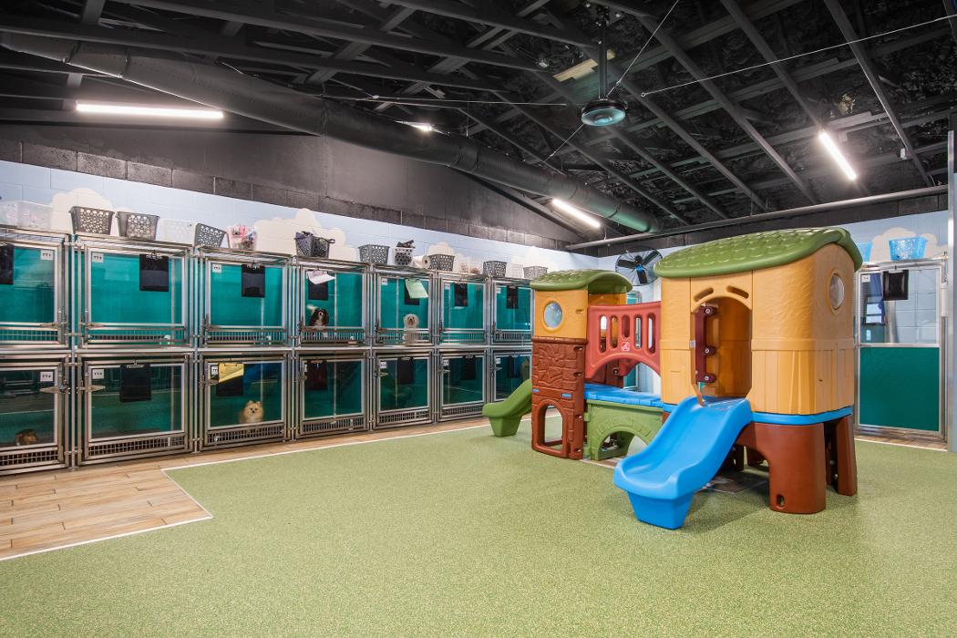 Pet Paradise Lake Buena Vista Logo