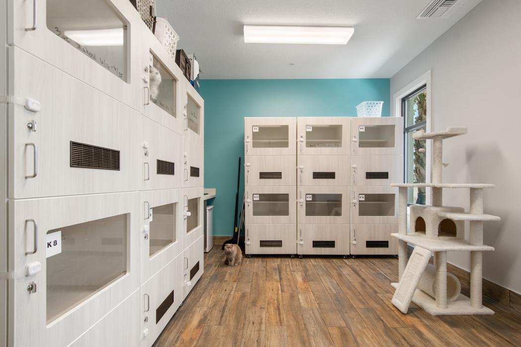 Pet Paradise Lake Buena Vista Image