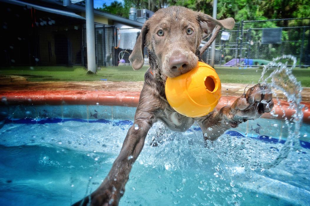 Pet Paradise Sanford Image