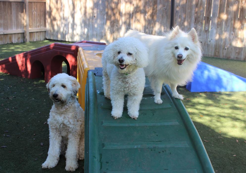 Pet Paradise Sanford Image