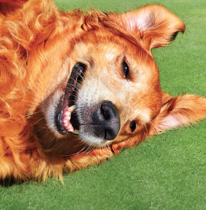 Pet Paradise Sanford Image