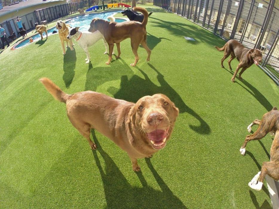 Pet Paradise Sanford Image