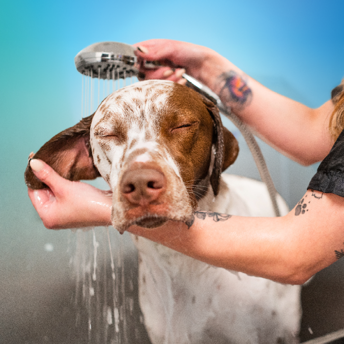 Pet Paradise Greenville