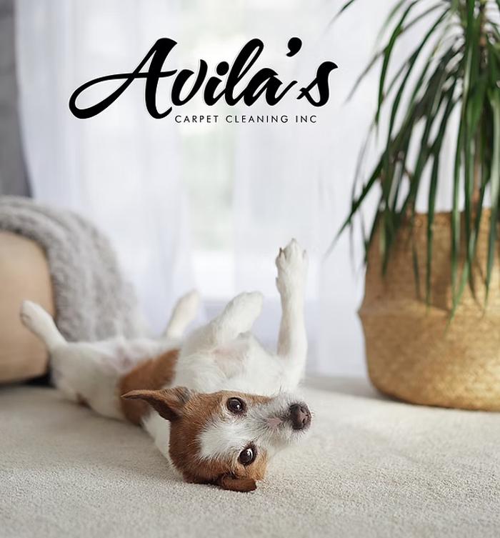 Avilas Carpet Cleaning Logo
