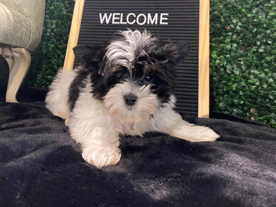 Sugar Sweet Georgia Puppies