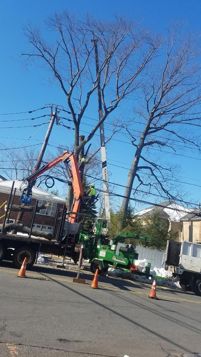 A and H Tree Service Logo