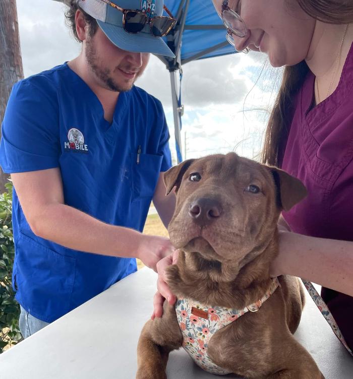 AZ Mobile Pet Vaccines Logo