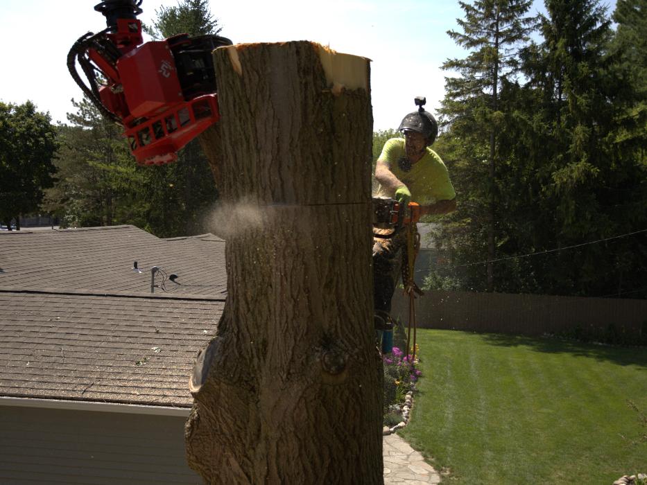 ultimate cut tree service Logo