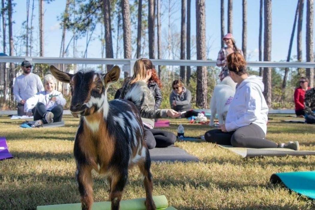 Nexton Info Cottage Image