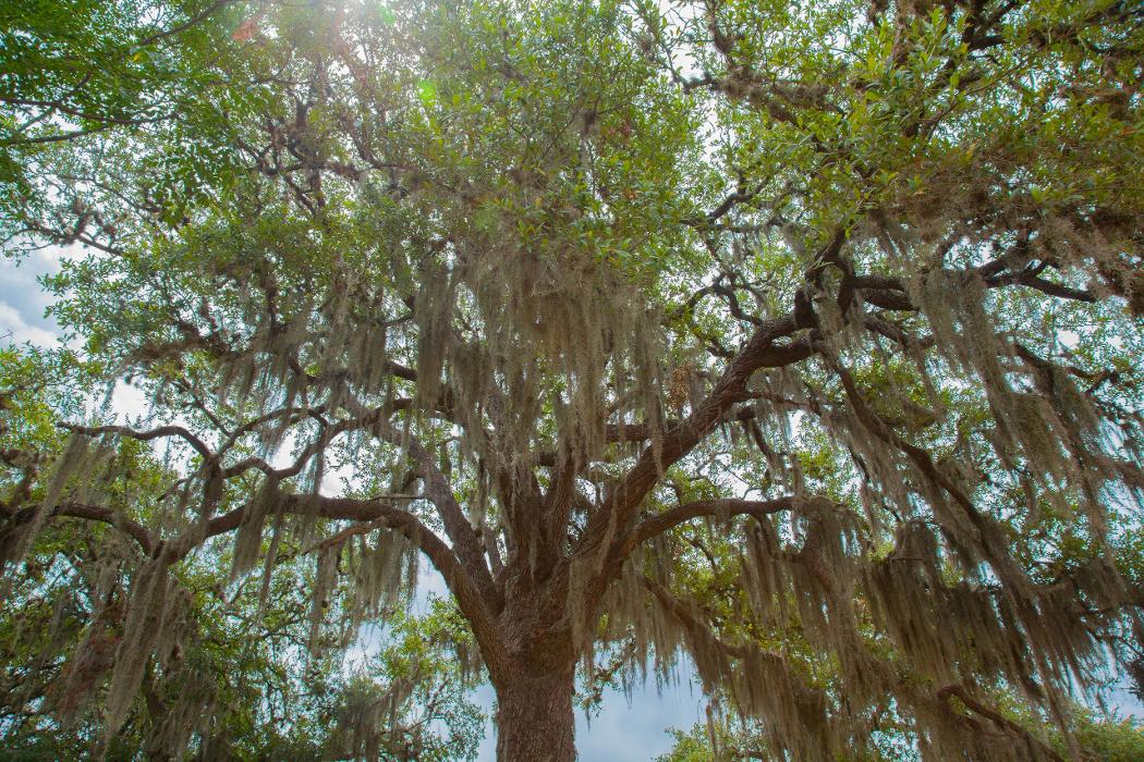 Kissing Tree by Brookfield Residential Image