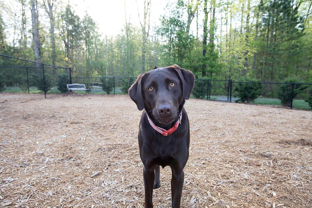 Cortland at RTP Image